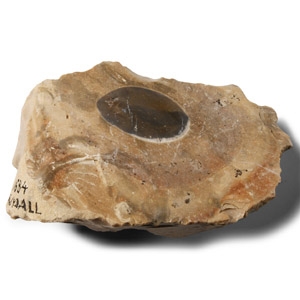 Large Stone Age Twydall Knapped Flint Scraper Tool