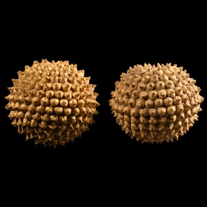 Archaic Greek Gold Bead Group