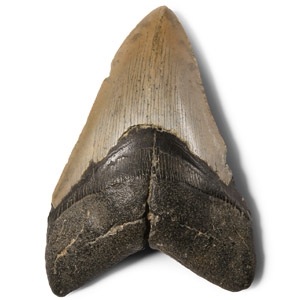 Natural History - Megalodon Giant Shark Fossil Tooth