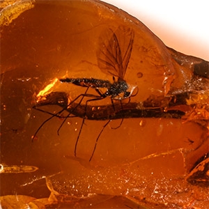 Natural History - Insect in Polished Baltic Amber