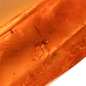 Natural History - Insect in Polished Baltic Amber