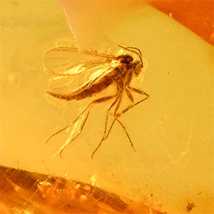 Natural History - Insect in Polished Baltic Amber