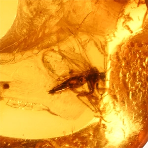 Natural History - Insect in Polished Baltic Amber