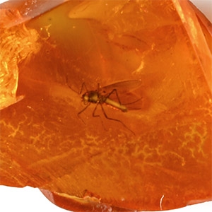 Natural History - Insect in Polished Baltic Amber