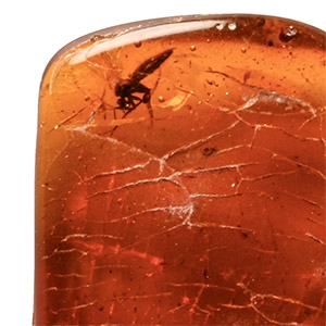 Natural History - Insect in Polished Baltic Amber