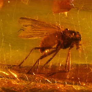 Natural History - Insect in Polished Baltic Amber
