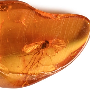 Natural History - Insect in Polished Baltic Amber