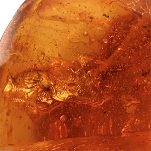 Natural History - Large Polished Baltic Amber with Insect Inclusions