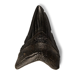 Natural History - Megalodon Giant Shark Fossil Tooth