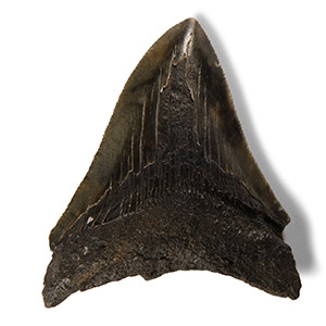 Natural History - Megalodon Giant Shark Fossil Tooth