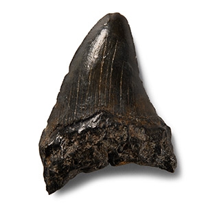 Natural History - Megalodon Giant Shark Fossil Tooth