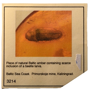 Natural History - Large Beetle Larva in Baltic Amber