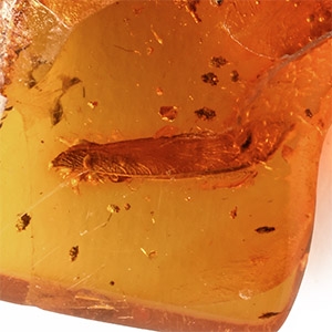 Natural History - Large Caddis Fly in Baltic Amber