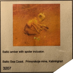Natural History - Large Spider in Baltic Amber