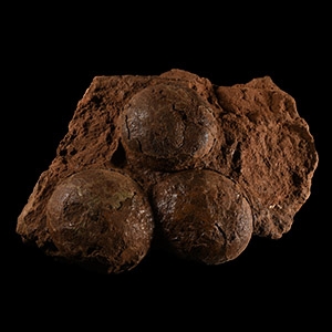 Natural History - Fossil Hadrosaur Dinosaur Egg Nest