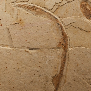 Natural History - Fossil Eel in Matrix