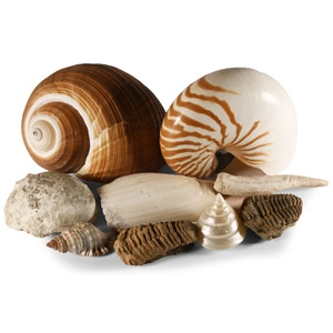 Natural History - Shell and Fossil Group
