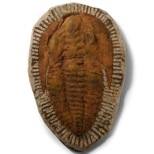 Natural History - Cambropallas Telesto Fossil Trilobite