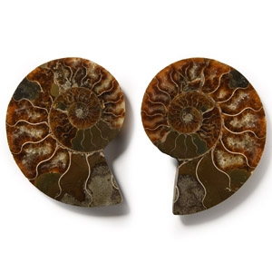 Natural History - Cut and Polished Fossil Ammonite
