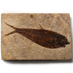 Natural History - Fossil Diplomystus Fish