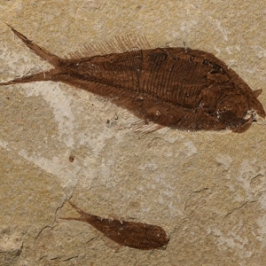 Natural History - Knightia Fossil Fish