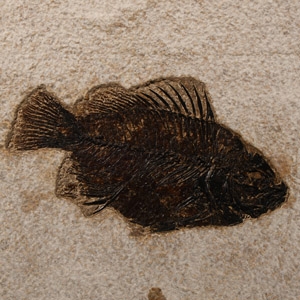 Natural History - Priscacara Fossil Fish