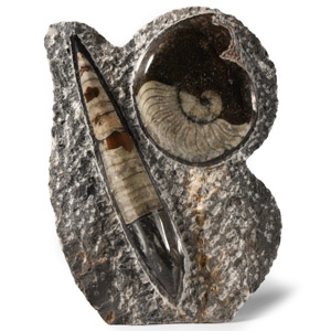 Natural History - Polished Fossil Goniatite and Orthoceras Stand