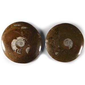 Natural History - Polished Fossil Goniatite Group