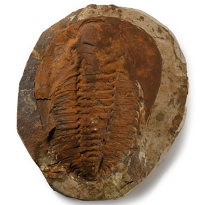 Natural History - Cambropallas Telesto Fossil Trilobite