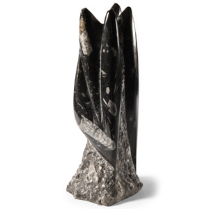 Natural History - Polished Fossil Orthoceras Column