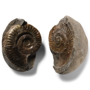 Natural History - Large Fossil Ammonite