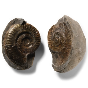 Natural History - Large Whitby Dac Fossil Ammonite