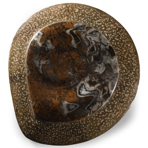 Natural History - Polished Fossil Goniatite Plate
