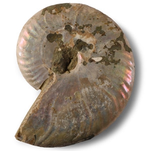 Natural History - Iridescent Fossil Ammonite