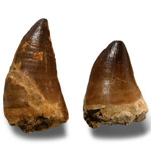 Natural History - Fossil Mosasaur Tooth Group