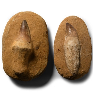 Natural History - Fossil Mosasaur Tooth Pair