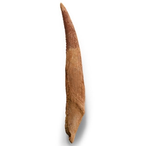 Natural History - Fossil Dorsal Spine of a Shark