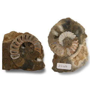 Natural History - Scunthorpe Fossil Ammonite Group