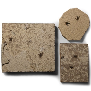 Natural History - Fossil March Fly Group