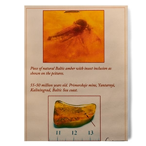 Natural History - Fly in Baltic Amber