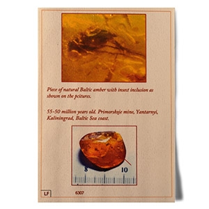Natural History - Fly in Baltic Amber