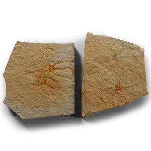 Natural History - Fossil Sinosura Starfish Group