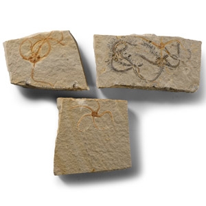 Natural History - Fossil Sinosura Starfish Group