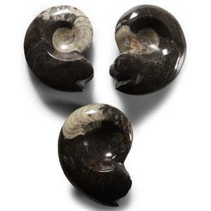 Natural History - Polished Fossil Goniatite Group