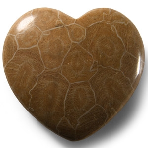 Natural History - Polished Fossil Coral Head Heart Palmstone