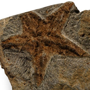 Natural History - Petraster Fossil Starfish