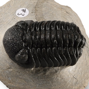 Natural History - Fossil Speculator Trilobite