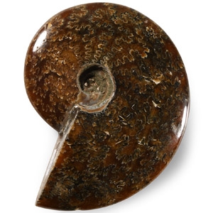 Natural History - Polished Fossil Ammonite