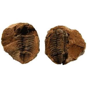 Natural History - Flexicalymene Fossil Trilobite Nodule