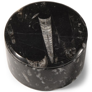 Natural History - Polished Fossil Orthoceras Jewellery Box